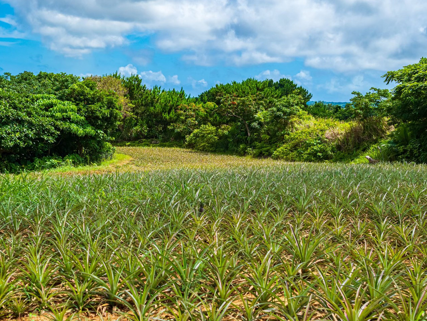 肥料のコントロール