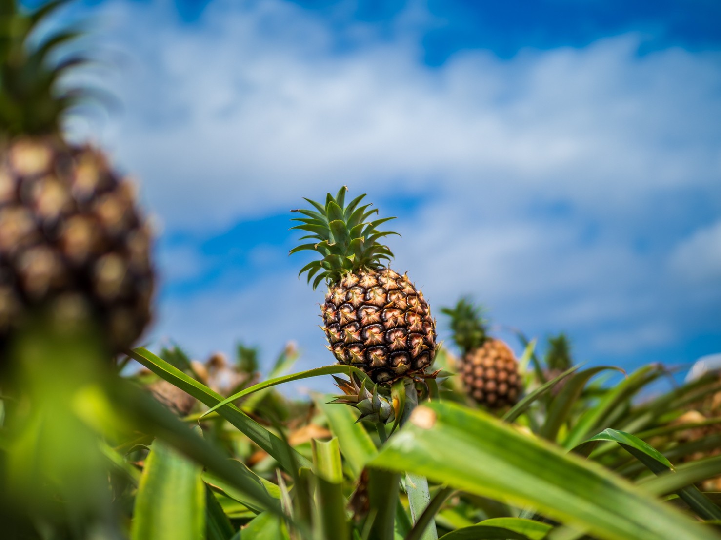 セイモリファームのパイナップル畑
