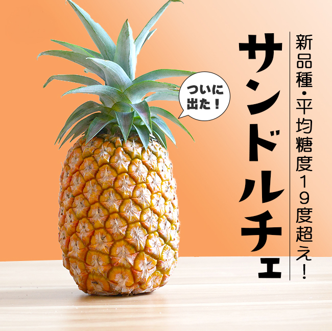 サンドルチェ 大玉2玉入